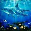 Dolphin HD Live WallPaper on 9Apps