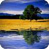 Water Reflection Pro on 9Apps