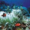 Seabed Live Wallpaper 4.0