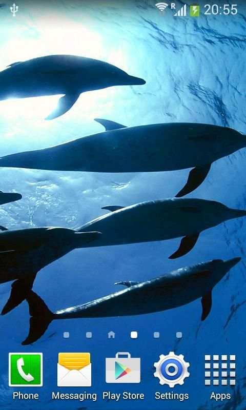 Dolphins Live Wallpaper screenshot 4