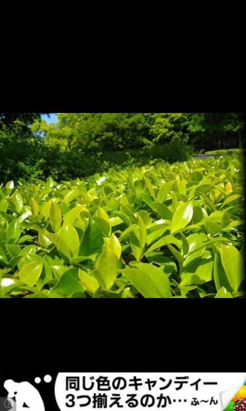 Kuc.Picasa (photo viewer) screenshot 1