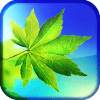 Leaf Live Wallpaper 1.1.5