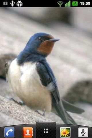 Birds Live Wallpaper screenshot 4