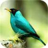 Flying Birds 1.2