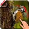 3D Woodpecker Live Wallpaper