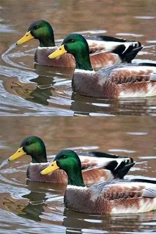 Picture Clone 1 تصوير الشاشة