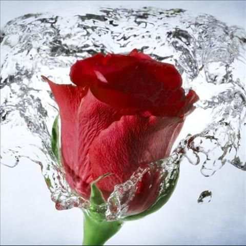 Rose Live Wallpaper स्क्रीनशॉट 1