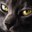 Cat Factory 4