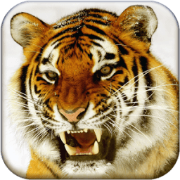 Bengal Tiger Live Wallpaper icon