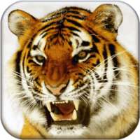 Bengal Tiger Live Wallpaper on 9Apps