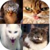 Cat Pictures Collection icon