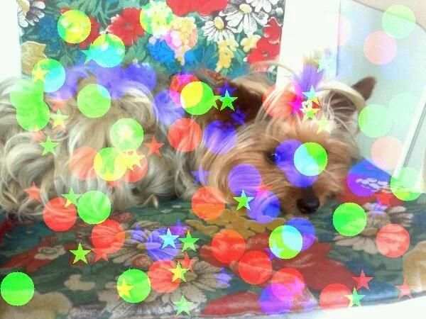 PhotoDream Photo Effects Free स्क्रीनशॉट 2