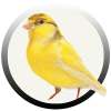 Winner Canary on 9Apps