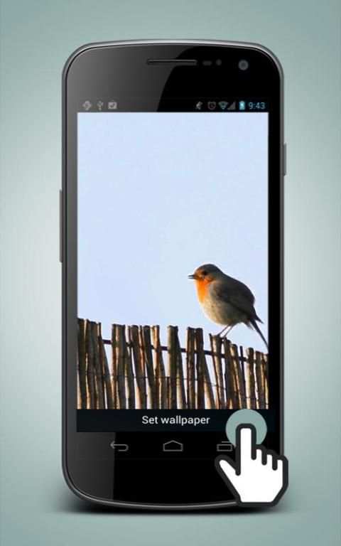 Bird Live Wallpaper 1 تصوير الشاشة