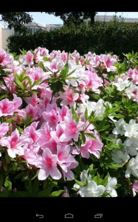 Kuc.Picasa (photo viewer) screenshot 3