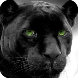 Panther Live Wallpaper иконка