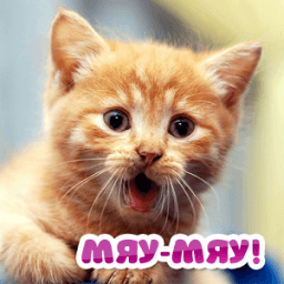 Кошачий разговорник. Симулятор आइकन