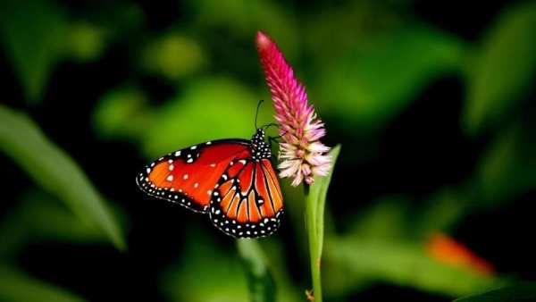 Live Wallpaper 3D Butterfly screenshot 2