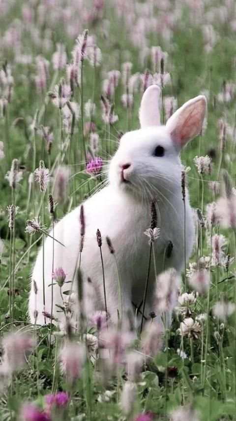 Rabbits Wallpapers скриншот 3