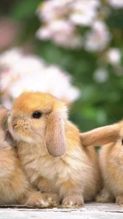 Rabbits Wallpapers screenshot 12