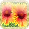 picturecloneapps 1.0