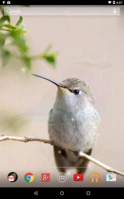 Spring Birds Live Wallpaper screenshot 12