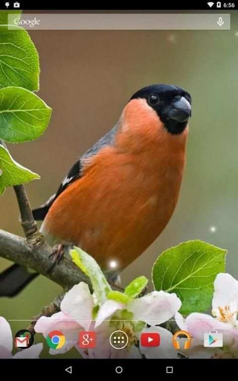 Spring Birds Live Wallpaper screenshot 13
