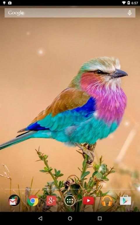 Spring Birds Live Wallpaper 11 تصوير الشاشة