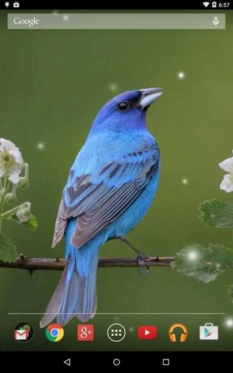Spring Birds Live Wallpaper 10 تصوير الشاشة