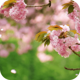 Весенние цветы Live Wallpaper иконка