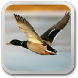 Flying birds live wallpaper иконка