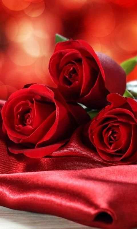 wallpaper red roses screenshot 3