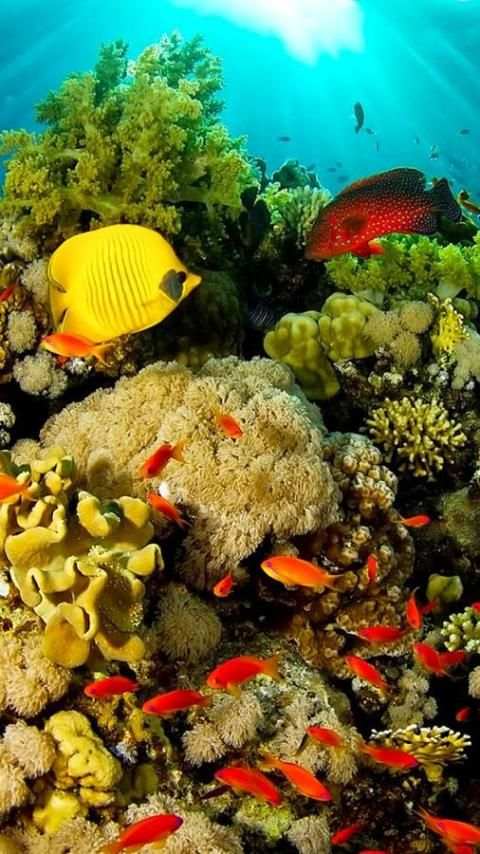 Live Wallpaper Nusantara screenshot 3