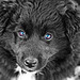 Animals : Dogs أيقونة