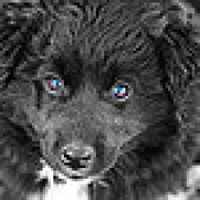 Animals : Dogs on 9Apps