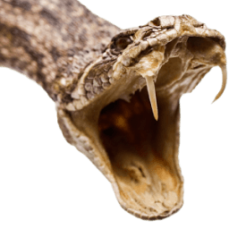 Snake Attack Live Wallpaper icon