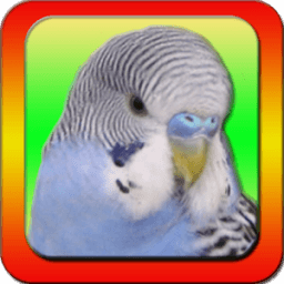 Talking Parakeet иконка