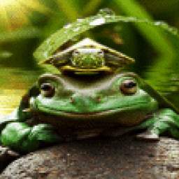 Frog King Live Wallpaper 2