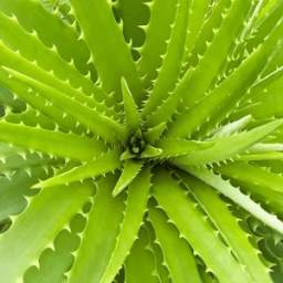 Aloevera Ke Fayde