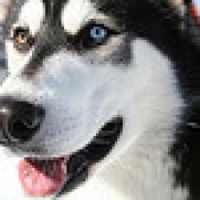 Animals : Husky