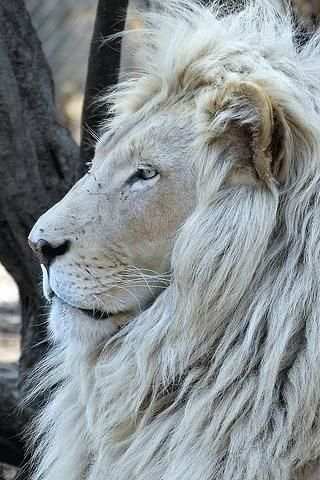 Animals : Lion screenshot 1