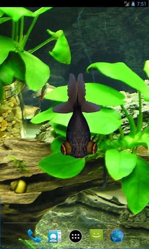 3D Goldfish Live Wallpaper screenshot 3