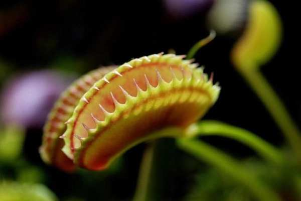 Venus Fly Trap Pack 2 LWP screenshot 3