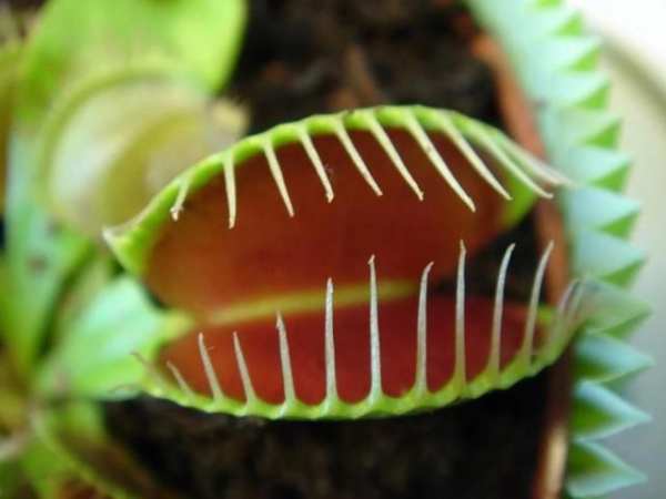 Venus Fly Trap Pack 2 LWP screenshot 1