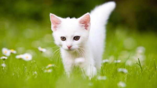 Cute Cats Live Wallpaper screenshot 4