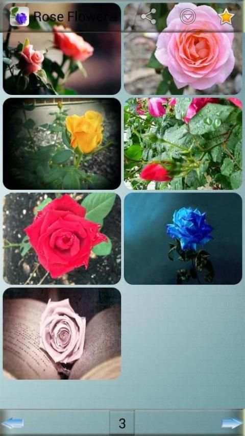 Rose Flower Wallpapers screenshot 10