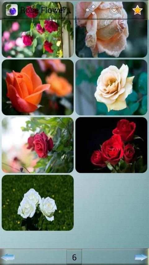 Rose Flower Wallpapers screenshot 9