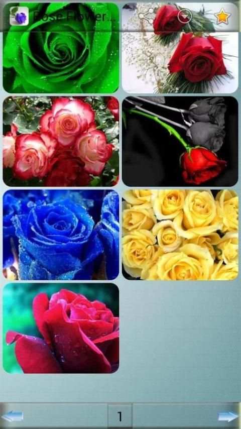 Rose Flower Wallpapers screenshot 12