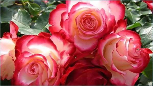 Rose Flower Wallpapers screenshot 3