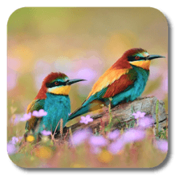 Spring Birds Live Wallpaper أيقونة